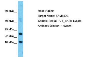 Host: Rabbit Target Name: FAM159B Sample Type: 721_B Whole Cell lysates Antibody Dilution: 1.