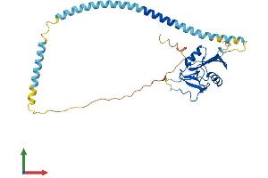 Protein Structure (PS) image for Asialoglycoprotein Receptor 2 (ASGR2) (AA 1-311) protein (His tag) (ABIN7552452)