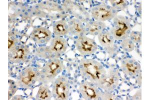 Anti- SMC3 Picoband antibody, IHC(P) IHC(P): Rat Kidney Tissue