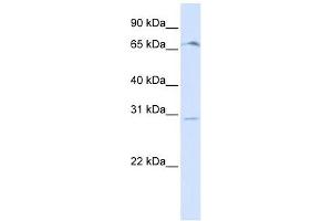 OR6C75 抗体  (Middle Region)