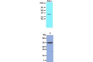 The HeLa cell lysate (30ug) were resolved by SDS-PAGE, transferred to NC membrane and probed with anti-human HAX1 antibody (1:1000). (HAX1 抗体)