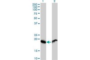 Western Blot analysis of RPL29 expression in transfected 293T cell line by RPL29 MaxPab polyclonal antibody. (RPL29 抗体  (AA 1-157))