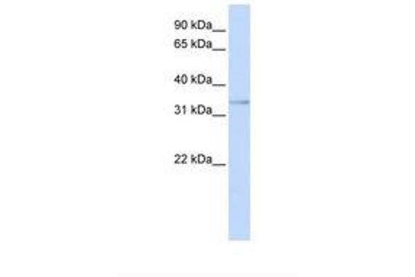 ETV3L antibody  (AA 252-301)