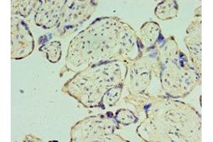 Immunohistochemistry of paraffin-embedded human placenta tissue using ABIN7159919 at dilution of 1:100 (TOMM4 (AA 1-361) 抗体)