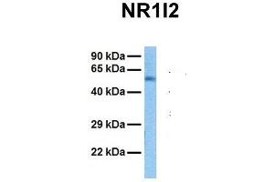 Host:  Rabbit  Target Name:  NR1I2  Sample Tissue:  Human Fetal Liver  Antibody Dilution:  1. (NR1I2 抗体  (N-Term))