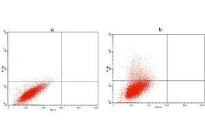 Flow cytometric analysis of non-transfected CHO cells (a) and Avi fusion protein transfeced CHO cells (b) using Avi Antibody (ABIN1574261). (Avi-Tag 抗体)