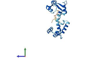 AlphaFold protein structure predicition of Mouse Recombinant Myl7 Protein, UniprotID Q9QVP4 (MYL7 Protein (AA 1-175) (His tag))