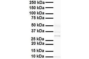 WB Suggested Anti-PHB2 antibody Titration: 1 ug/mL Sample Type: Human heart (Prohibitin 2 抗体  (C-Term))