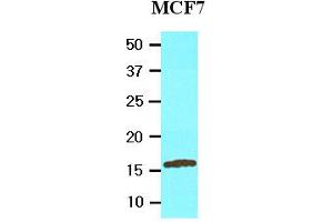 Western Blotting (WB) image for anti-Ubiquitin-Conjugating Enzyme E2L 6 (UBE2L6) (AA 1-152), (N-Term) antibody (ABIN317574) (UBE2L6 抗体  (N-Term))