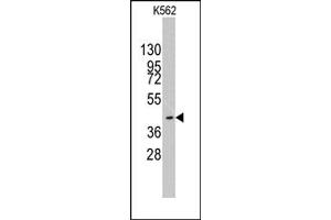Image no. 1 for anti-K(lysine) Acetyltransferase 8 (KAT8) (C-Term) antibody (ABIN356666) (MYST1 抗体  (C-Term))
