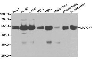 Western blot analysis of extracts of various cell lines, using MAP2K7 antibody. (MAP2K7 抗体  (AA 1-250))