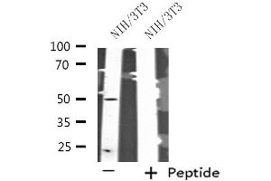 Western blot analysis of extracts from NIH/3T3 cells, using SERGEF antibody. (SERGEF 抗体  (Internal Region))