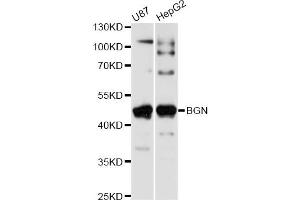 Western blot analysis of extracts of various cell lines, using BGN antibody (ABIN6290096) at 1:1000 dilution.