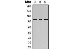 Western blot analysis of 42278 expression in Hela (A), Jurkat (B), HepG2 (C) whole cell lysates. (POU2F1 抗体)