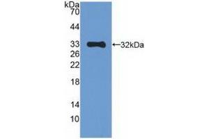 Detection of Recombinant MAPK10, Human using Polyclonal Antibody to Mitogen Activated Protein Kinase 10 (MAPK10) (MAPK10 抗体  (AA 88-332))