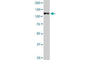 ARS2 MaxPab polyclonal antibody. (SRRT 抗体  (AA 1-796))