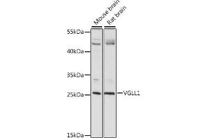 Western blot analysis of extracts of various cell lines, using VGLL1 antibody (ABIN7271318) at 1:1000 dilution. (VGLL1 抗体  (AA 59-258))