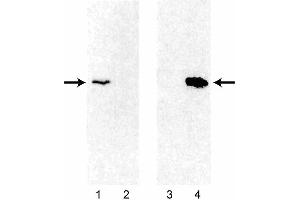 Western blot analysis of Bcl-2 expression using 3F11 and 6C8 monoclonal antibodies in human and mouse thymocytes.