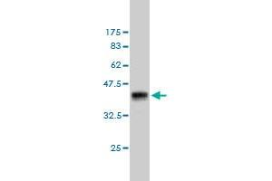 Western Blot detection against Immunogen (37. (ATPase Inhibitory Factor 1 抗体  (AA 1-106))