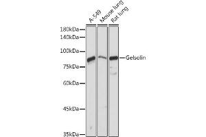 Western blot analysis of extracts of various cell lines, using Gelsolin antibody (ABIN7267365) at 1:1000 dilution. (Gelsolin 抗体  (AA 543-782))