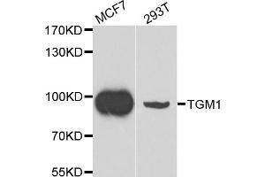 Western blot analysis of extracts of various cell lines, using TGM1 antibody. (TGM1 抗体)