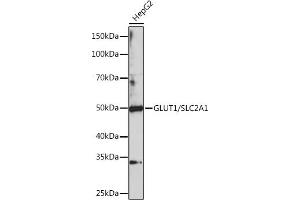 Western blot analysis of extracts of HepG2 cells, using GLUT1/SLC2 Polyclonal Antibody (1208) at 1:1000 dilution. (GLUT1 抗体  (C-Term))