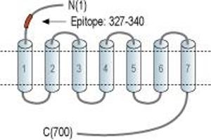 Representative domain view of the target of ABIN7235890. (Luteinizing Hormone/Choriogonadotropin Receptor (LHCGR) Peptide)