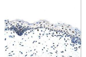 Image no. 1 for anti-Heterogeneous Nuclear Ribonucleoprotein A1 (HNRNPA1) (N-Term) antibody (ABIN6736247) (HNRNPA1 抗体  (N-Term))