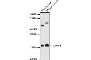 Western blot analysis of extracts of various cell lines, using V antibody (ABIN7271317) at 1:1000 dilution. (VAMP8 抗体)