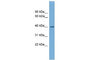 WB Suggested Anti-Alx1 Antibody Titration: 0. (ALX1 抗体  (N-Term))