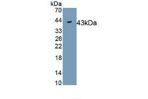 Detection of Recombinant IDO, Human using Monoclonal Antibody to Indoleamine-2,3-Dioxygenase (IDO) (IDO 抗体  (AA 2-403))