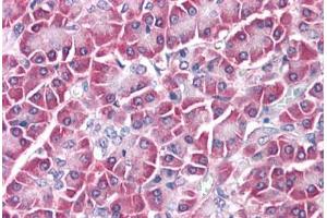 Human Pancreas: Formalin-Fixed, Paraffin-Embedded (FFPE) (GPC4 抗体  (N-Term))