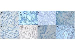 Fluorescence Microscopy (FM) image for 10X TE (pH 7.5) (ABIN925544)