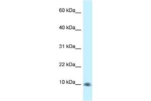 WB Suggested Anti-PSMG3 Antibody Titration: 1. (PSMG3 抗体  (C-Term))