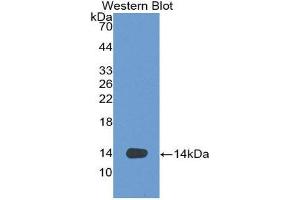 Western Blotting (WB) image for anti-C-Fos Induced Growth Factor (Vascular Endothelial Growth Factor D) (Figf) (AA 93-201) antibody (ABIN3201336) (VEGFD 抗体  (AA 93-201))