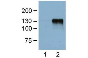 1:1000 (1μg/mL) Ab dilution probed against HEK293 cells transfected with DYKDDDDK-tagged protein vector, untransfected (1) and transfected (2) (DYKDDDDK Tag 抗体)