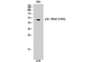 Western Blotting (WB) image for anti-Interleukin 13 Receptor, alpha 1 (IL13RA1) (pTyr405) antibody (ABIN3173181) (IL13 Receptor alpha 1 抗体  (pTyr405))