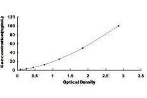 ELISA image for Cytochrome P450, Family 2, Subfamily D, Polypeptide 6 (CYP2D6) ELISA Kit (ABIN433562)