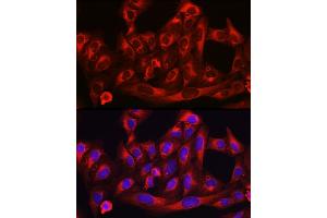 Immunofluorescence (IF) image for anti-3-Hydroxy-3-Methylglutaryl-CoA Reductase (HMGCR) (AA 629-888) antibody (ABIN3022294)