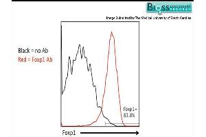 Pmel-1 splenocytes were stained with RABBIT ANTI-FOXP1 POLYCLONAL ANTIBODY, CONJUGATED . (FOXP1 抗体  (AA 581-705))