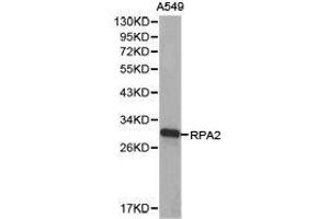 Western Blotting (WB) image for anti-Replication Protein A2, 32kDa (RPA2) antibody (ABIN1874638) (RPA2 抗体)