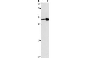 Western Blotting (WB) image for anti-Cell Division Cycle 34 (CDC34) antibody (ABIN2432825) (CDC34 抗体)