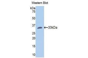 Western Blotting (WB) image for anti-Fibrinogen gamma Chain (FGG) (AA 170-429) antibody (ABIN1175718) (FGG 抗体  (AA 170-429))