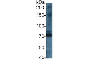 Western blot analysis of Rat Heart lysate, using Rat KEL Antibody (1 µg/ml) and HRP-conjugated Goat Anti-Rabbit antibody ( (KEL 抗体  (AA 439-713))