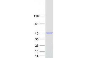 Western Blotting (WB) image for ArfGAP with Dual PH Domains 1 (ADAP1) protein (Myc-DYKDDDDK Tag) (ABIN2714392)