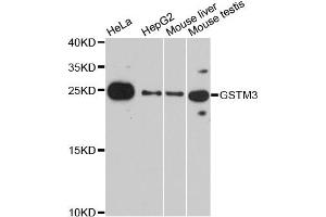 Western blot analysis of extracts of various cell lines, using GSTM3 antibody (ABIN2736867) at 1:3000 dilution. (GSTM3 抗体)