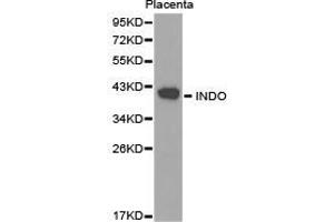 Western Blotting (WB) image for anti-Indoleamine 2,3-Dioxygenase 1 (IDO1) antibody (ABIN1873231) (IDO1 抗体)