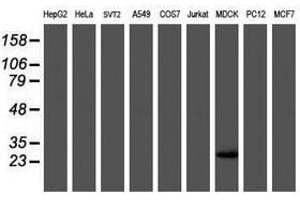 Image no. 6 for anti-RNA Binding Protein with Multiple Splicing (RBPMS) antibody (ABIN1500647) (RBPMS 抗体)