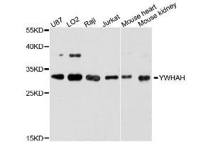 Western blot analysis of extracts of various cell lines, using YWHAH antibody. (14-3-3 eta 抗体  (AA 1-246))