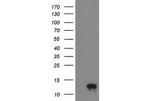 Western Blotting (WB) image for anti-NADH Dehydrogenase (Ubiquinone) 1 alpha Subcomplex, 7, 14.5kDa (NDUFA7) antibody (ABIN1499660) (NDUFA7 抗体)